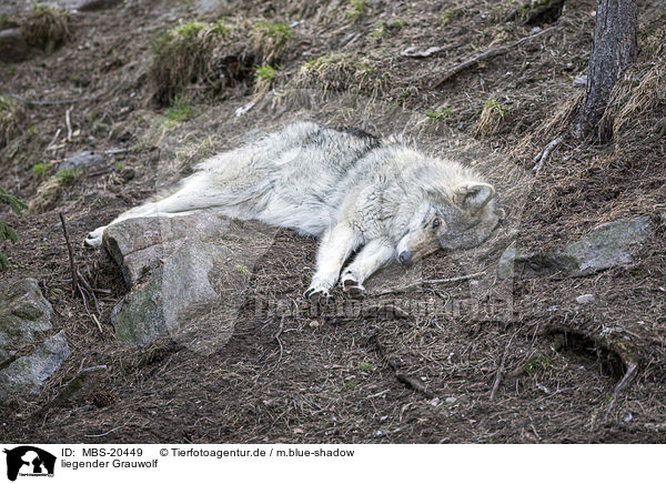 liegender Grauwolf / lying Grey Wolf / MBS-20449