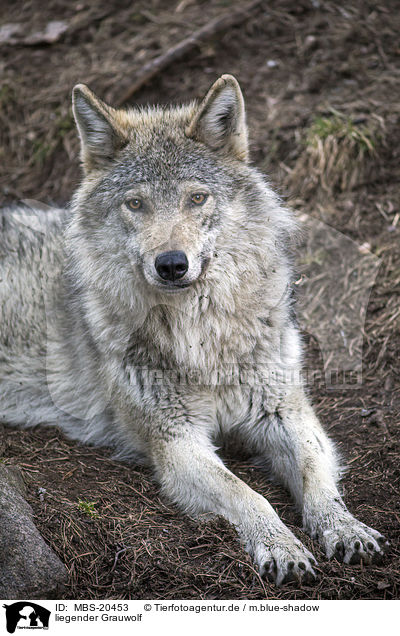 liegender Grauwolf / MBS-20453