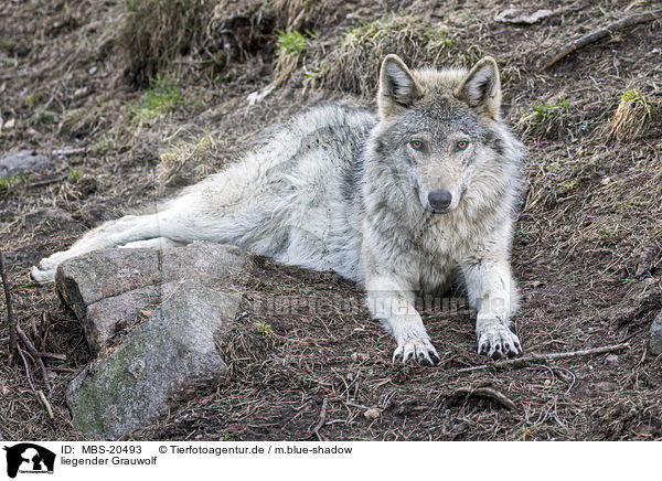 liegender Grauwolf / MBS-20493