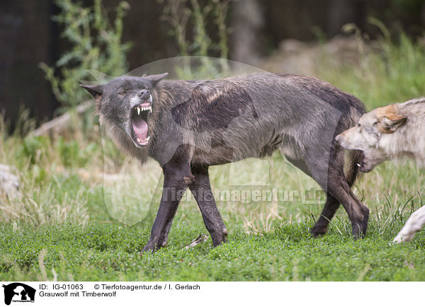 Grauwolf mit Timberwolf / IG-01063