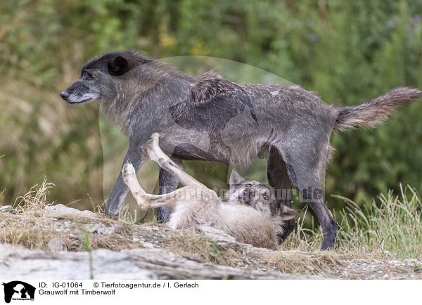 Grauwolf mit Timberwolf / IG-01064