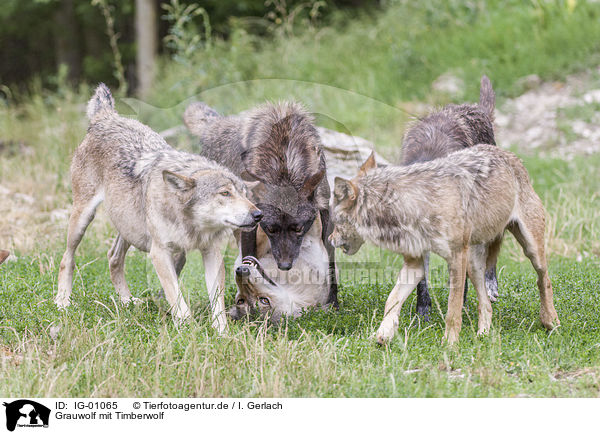 Grauwolf mit Timberwolf / Grey Wolf with Eastern Timber Wolf / IG-01065