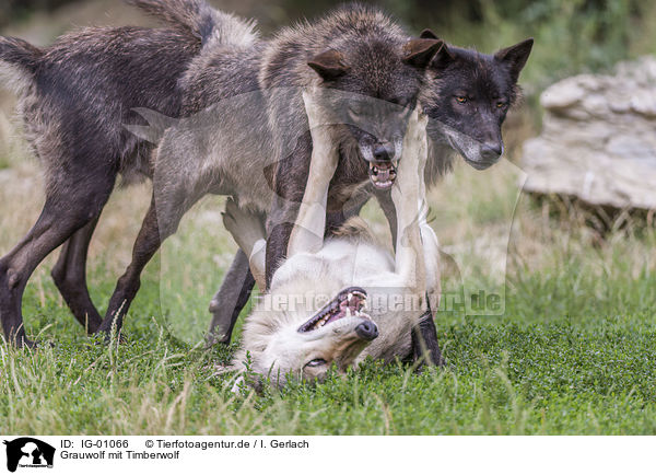 Grauwolf mit Timberwolf / IG-01066