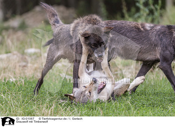 Grauwolf mit Timberwolf / Grey Wolf with Eastern Timber Wolf / IG-01067