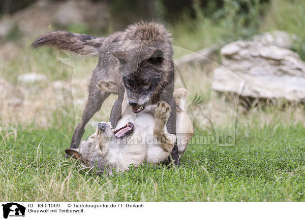 Grauwolf mit Timberwolf / Grey Wolf with Eastern Timber Wolf / IG-01069