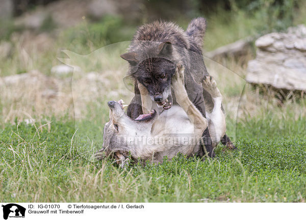 Grauwolf mit Timberwolf / Grey Wolf with Eastern Timber Wolf / IG-01070