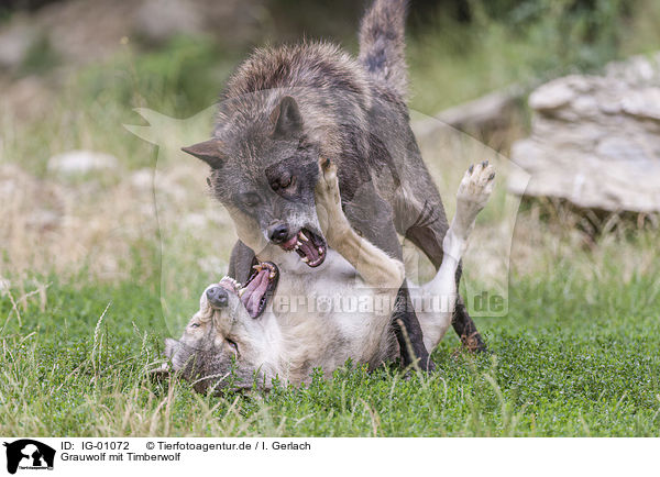 Grauwolf mit Timberwolf / Grey Wolf with Eastern Timber Wolf / IG-01072