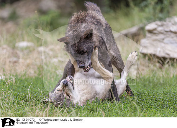 Grauwolf mit Timberwolf / Grey Wolf with Eastern Timber Wolf / IG-01073
