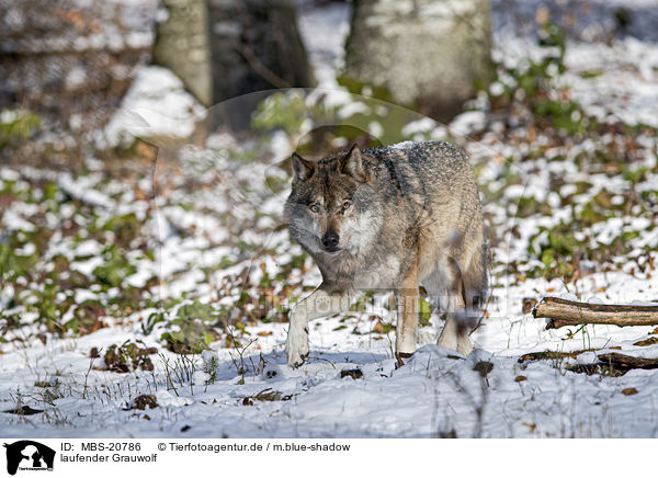 laufender Grauwolf / MBS-20786
