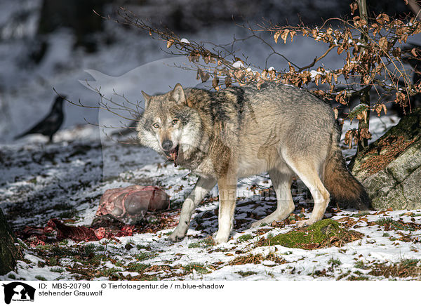 stehender Grauwolf / MBS-20790