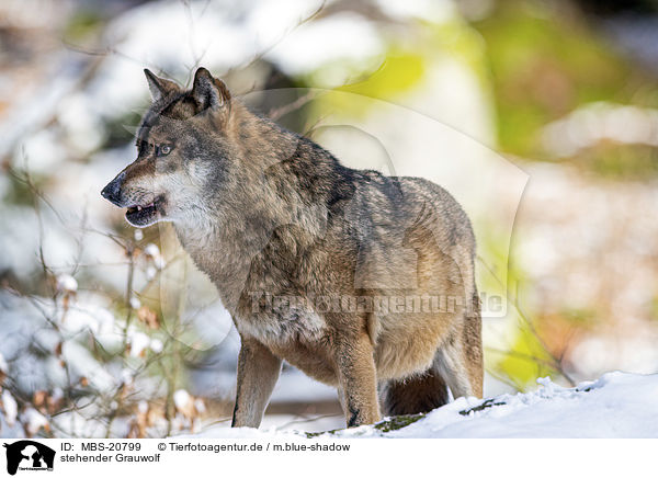 stehender Grauwolf / MBS-20799