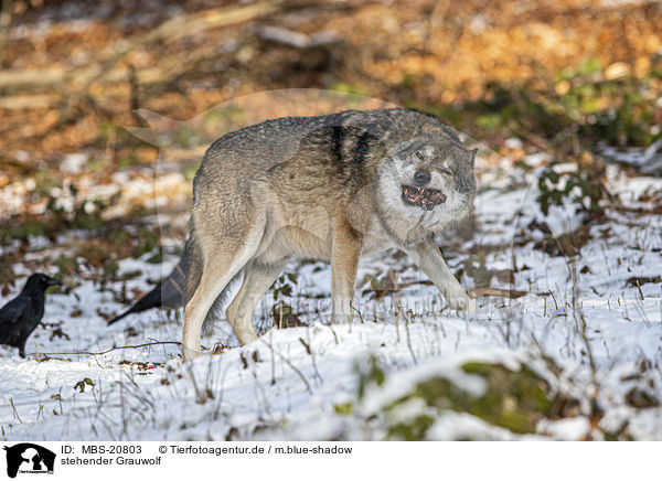 stehender Grauwolf / standing Grey Wolf / MBS-20803