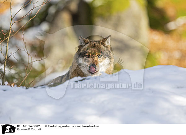Grauwolf Portrait / MBS-20882