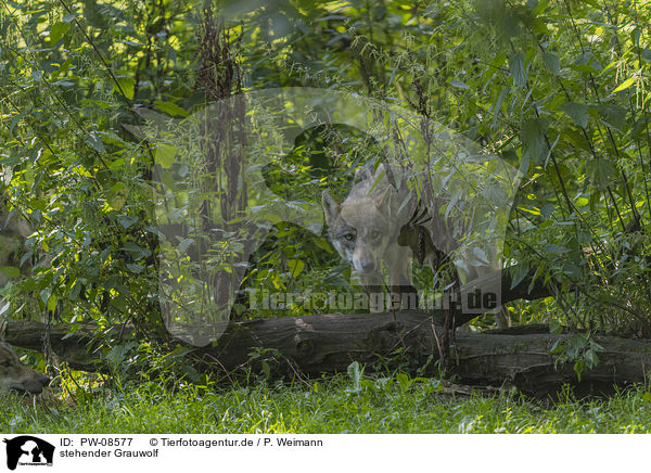 stehender Grauwolf / PW-08577