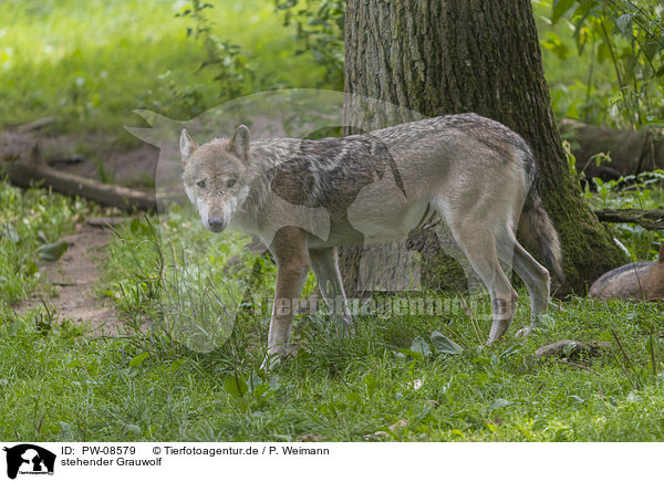 stehender Grauwolf / PW-08579