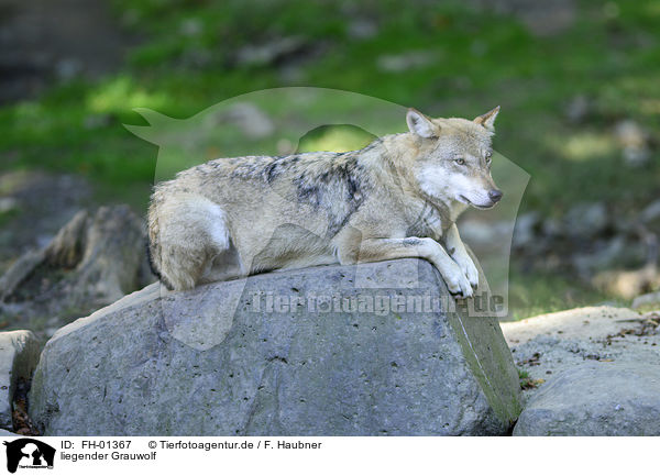 liegender Grauwolf / lying Grey Wolf / FH-01367