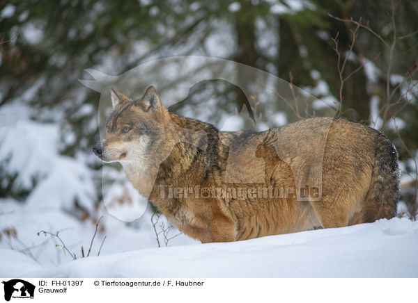 Grauwolf / FH-01397