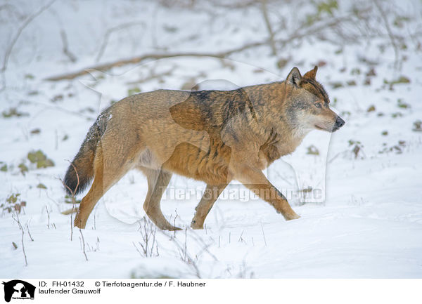 laufender Grauwolf / FH-01432