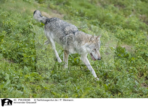 rennender Grauwolf / PW-09096