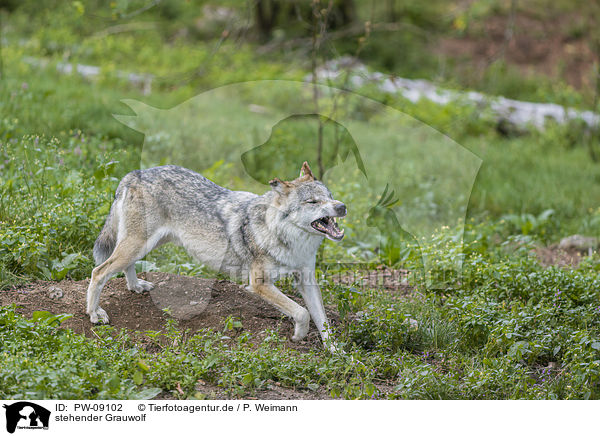 stehender Grauwolf / standing Grey Wolf / PW-09102