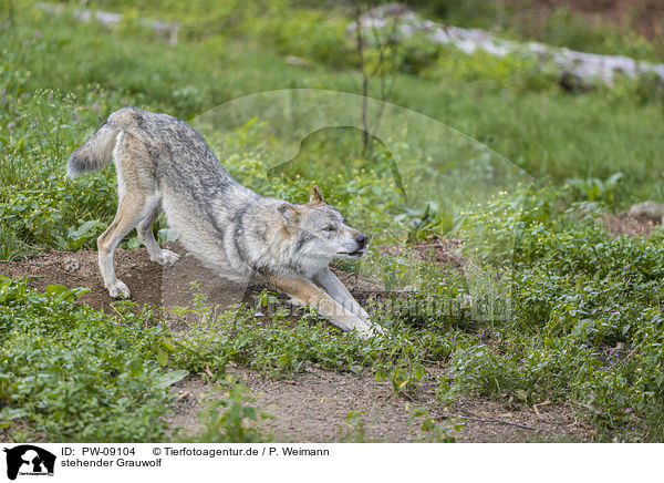 stehender Grauwolf / PW-09104