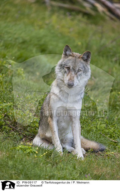 sitzender Grauwolf / PW-09117