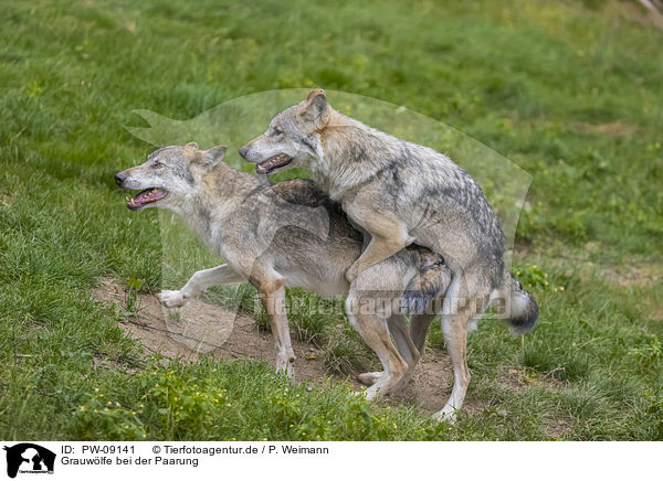Grauwlfe bei der Paarung / Grey Wolves when mating / PW-09141