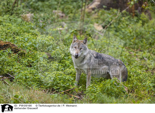 stehender Grauwolf / PW-09166