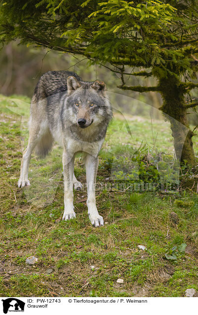 Grauwolf / PW-12743