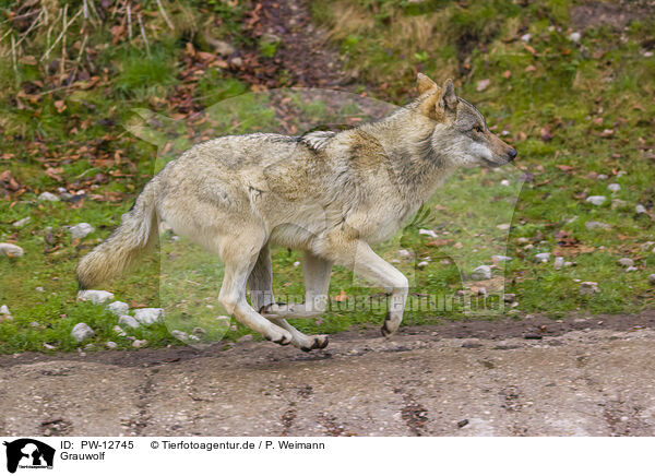 Grauwolf / PW-12745