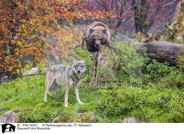 Grauwolf Und Braunbr / eurasian greywolf and brown bear / PW-14241