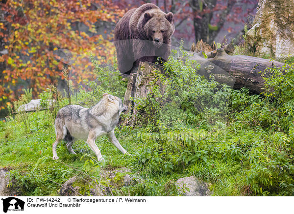 Grauwolf Und Braunbr / eurasian greywolf and brown bear / PW-14242