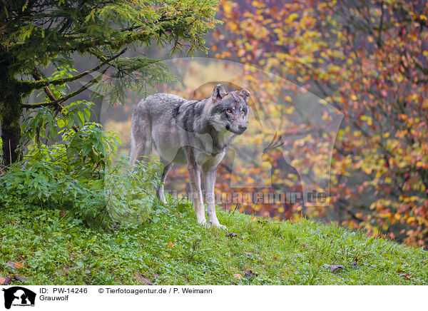Grauwolf / PW-14246