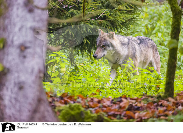 Grauwolf / eurasian greywolf / PW-14247
