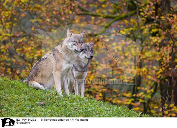 Grauwlfe / PW-14252