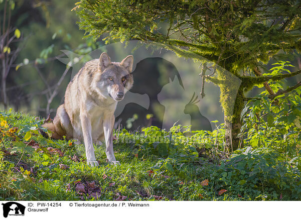 Grauwolf / eurasian greywolf / PW-14254