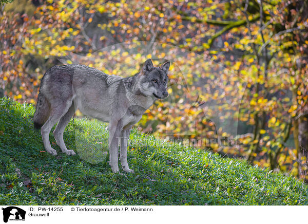Grauwolf / eurasian greywolf / PW-14255