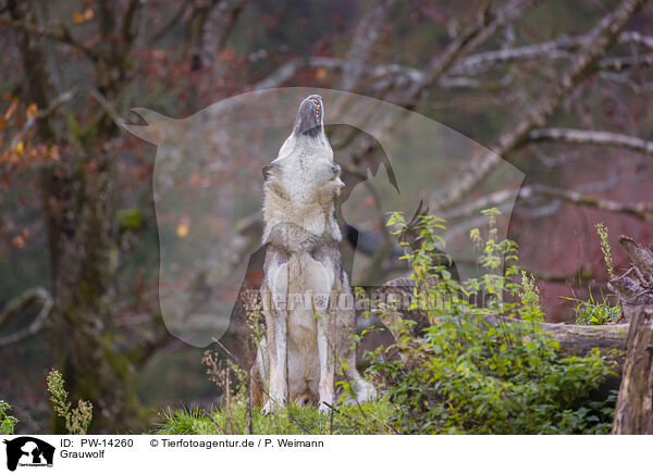 Grauwolf / eurasian greywolf / PW-14260