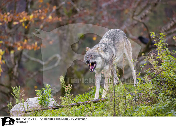 Grauwolf / eurasian greywolf / PW-14261