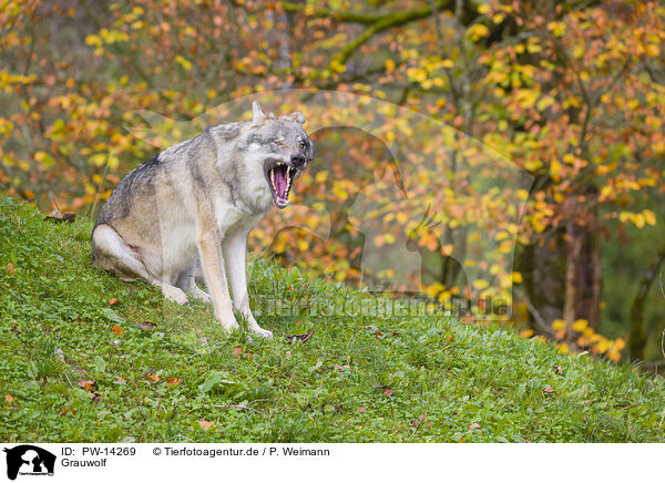 Grauwolf / PW-14269