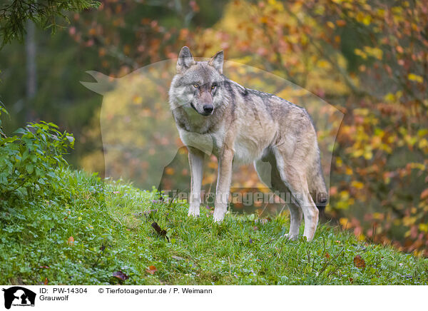 Grauwolf / PW-14304