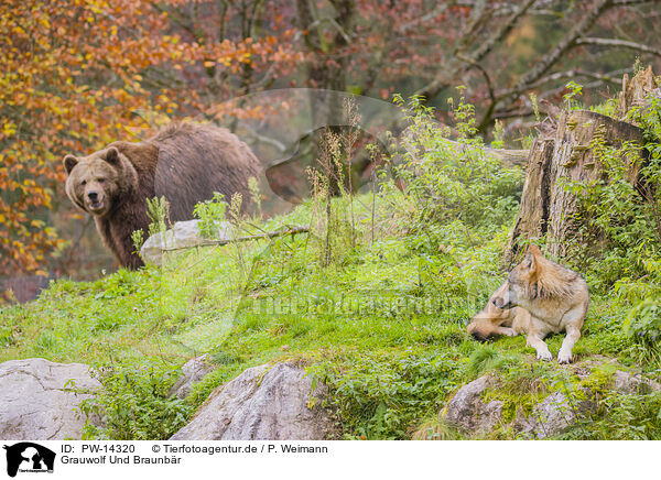 Grauwolf Und Braunbr / PW-14320