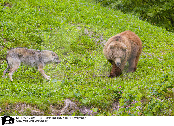 Grauwolf und Braunbr / PW-18304