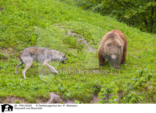 Grauwolf und Braunbr / PW-18305