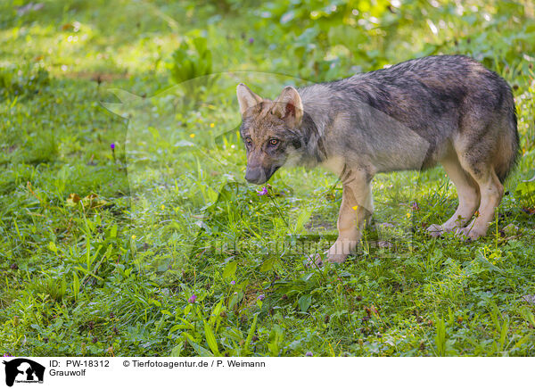 Grauwolf / grey wolf / PW-18312