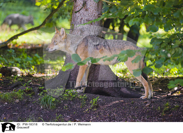 Grauwolf / PW-18318