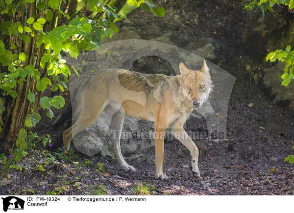 Grauwolf / grey wolf / PW-18324