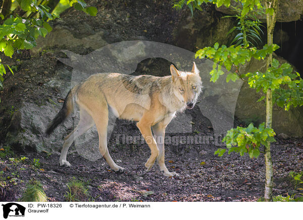 Grauwolf / PW-18326