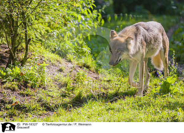 Grauwolf / PW-18327
