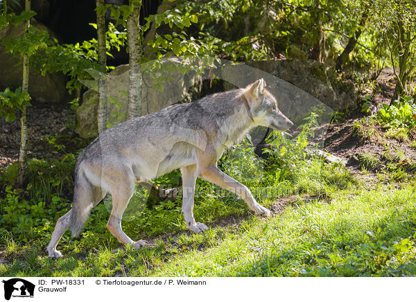 Grauwolf / PW-18331